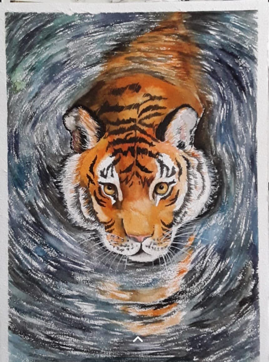 Tiger swimming