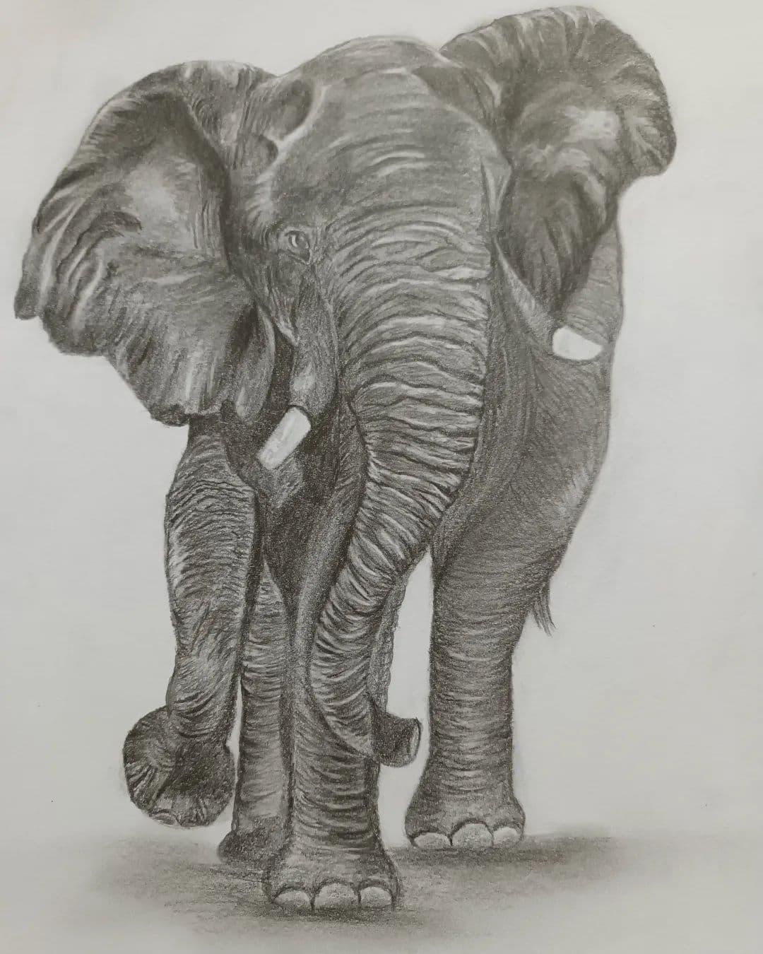 An elephant